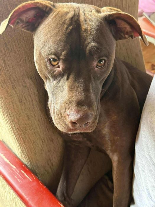 Zaginął pies w warszawie