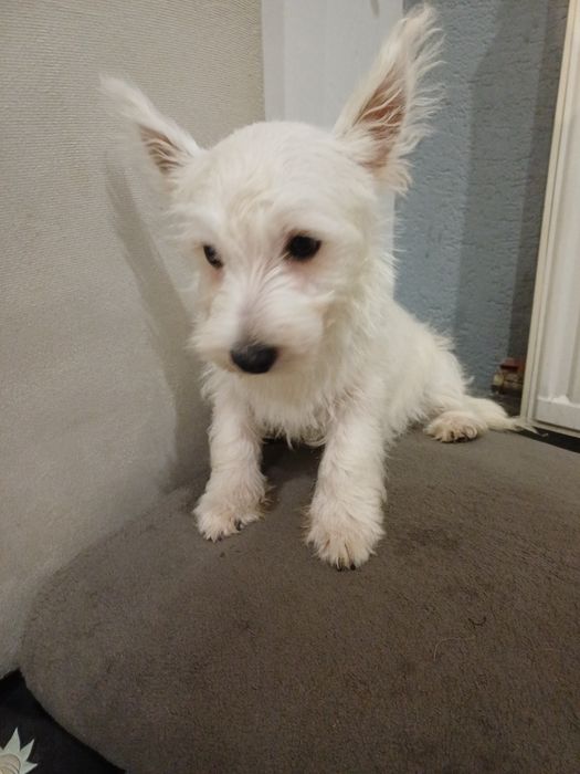 West  highland terrier white
