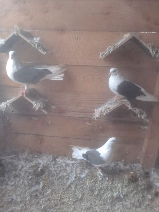 Gołębie orliki boki