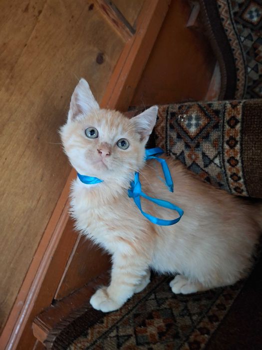 Віддам в хороші руки