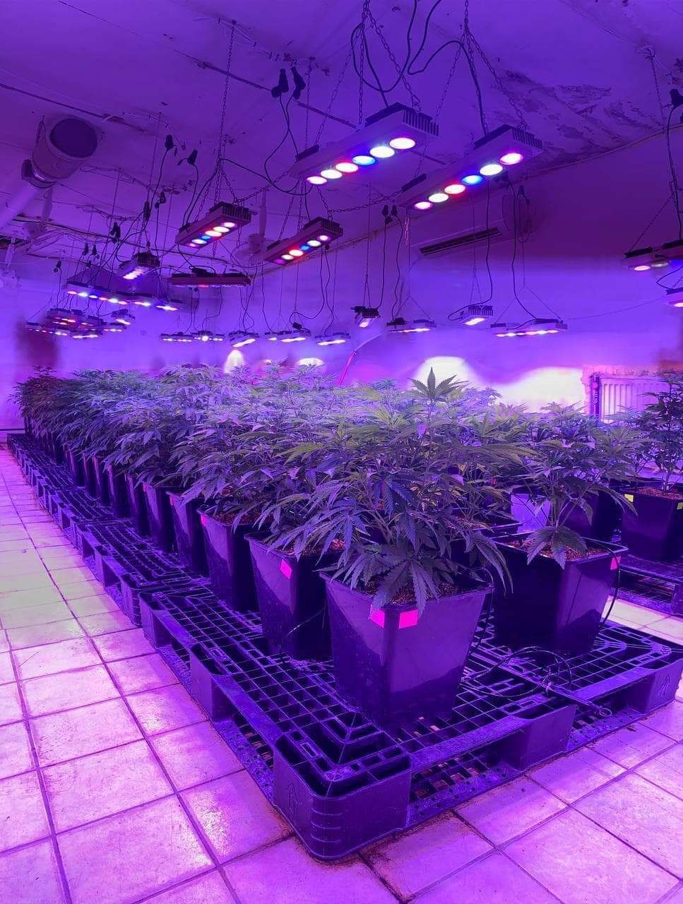 Фито лампа Grow Led ECOPro 250W Newspectrum 370-840Нм 100% результат