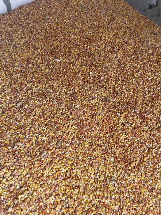 Кукуруза цього року аологість в нормі буоьяна немає пмброзіів також не