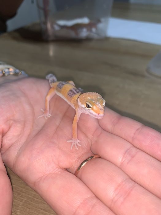 Gekon lamparci Tremper Albino