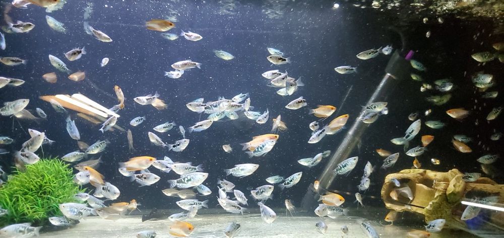 Риба в акваріум Гурамі Барбус Моллінезія Молі Молінезія Молинезия Гу