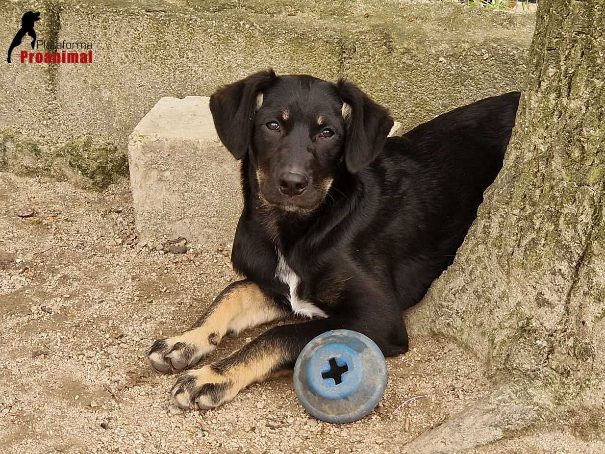 FRODO - Cãozinho para Adoção