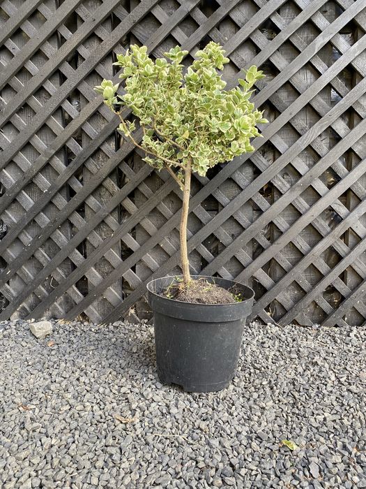 Туя на штамбі Самшит на штамбі Бересклет на штамбі Вейгела на штамбі