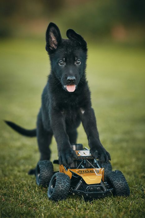 Owczarek niemiecki krótkowłosy Owczarki niemieckie krótkowłose