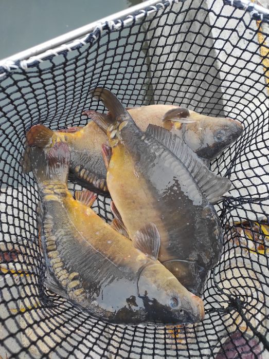 Karp królewski handlowy