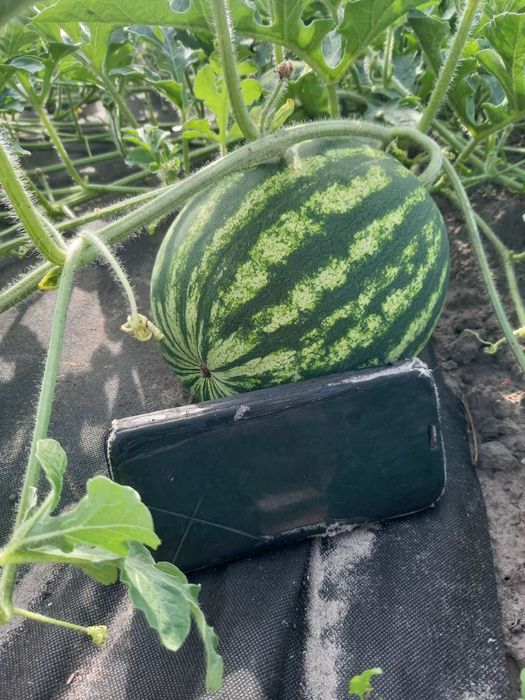 Семена арбуза  супер раний