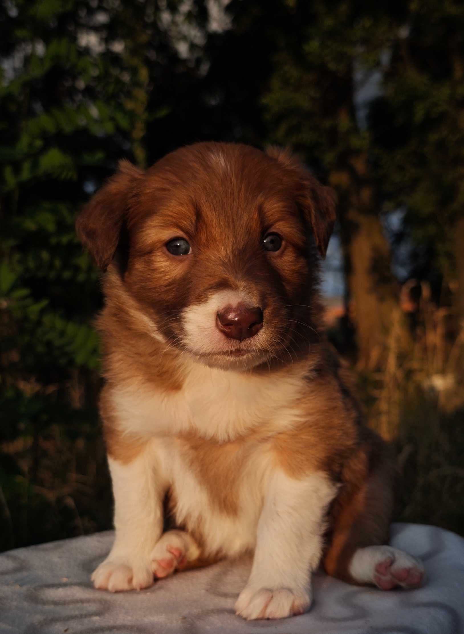 Szczenię Border Collie ZKwP/FCI suczka sable&white