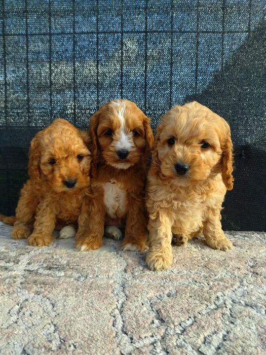 Cockapoo F1  dziewczyna