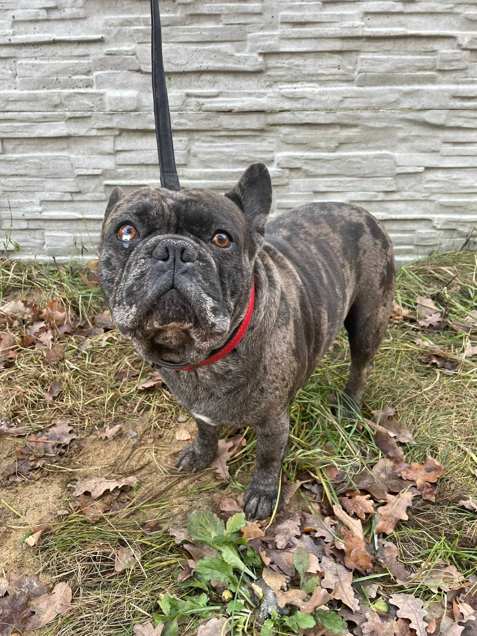 Buldog Francuski, pies Buldoga Francuskiego