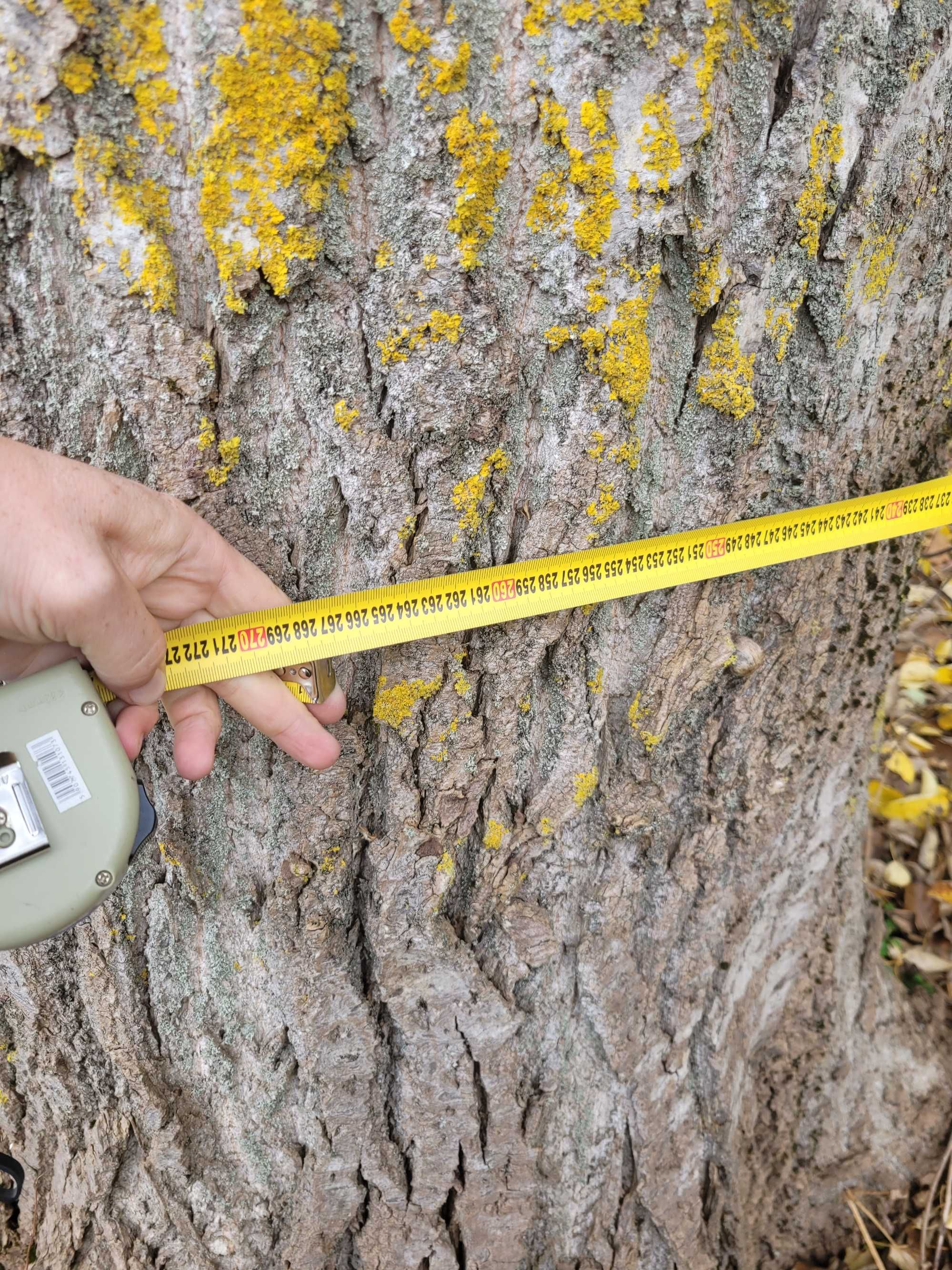 Osika do ścięcia obwód 270 cm.