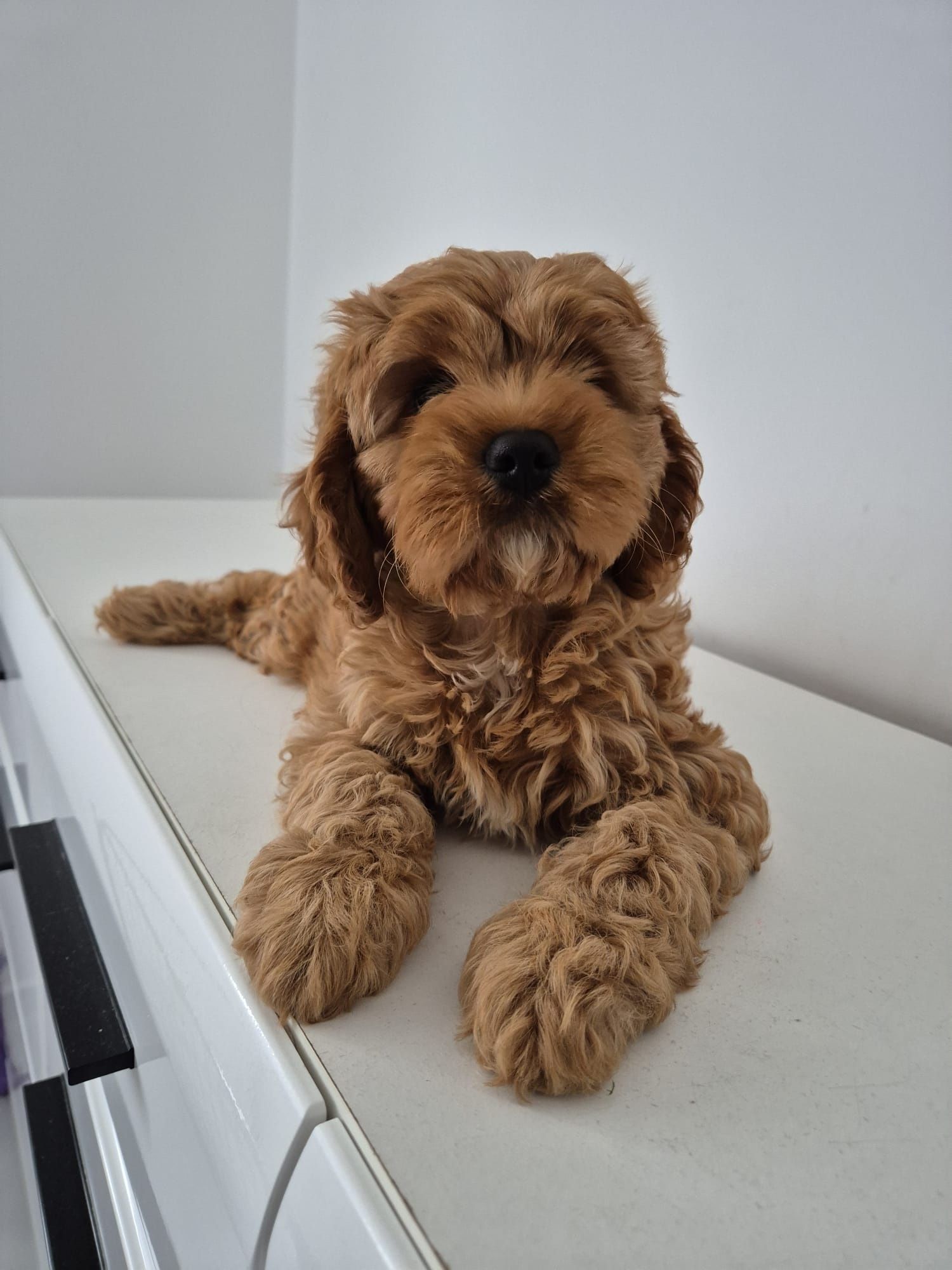 Cavapoo F1 Piesek Cavalier- Pudel