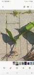 Aspidistra żelazna dama