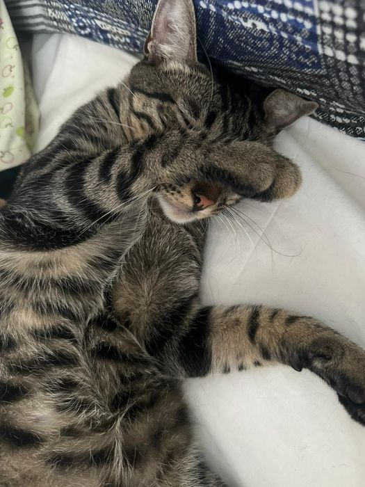 Doce- gatinho super meigo para adoção responsável