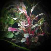Bucephalandra theia brown, rośliny akwariowe, akwarystyka, akwarium.