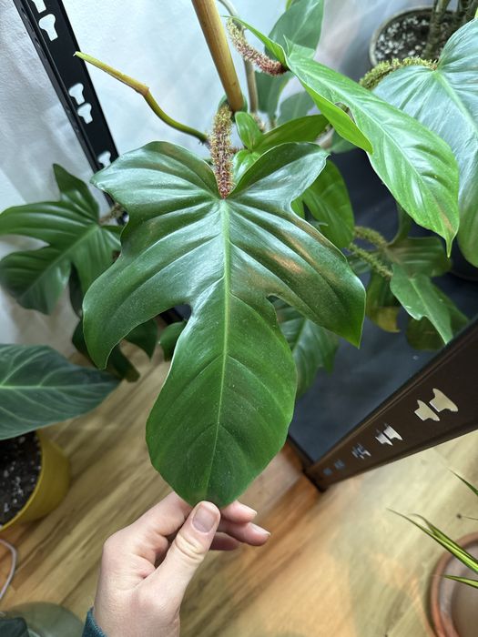 Squamiferum ceropegia splash splendid melano dla Pani Kingi