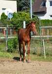 Odsadek ogierek po Vincento des Forets