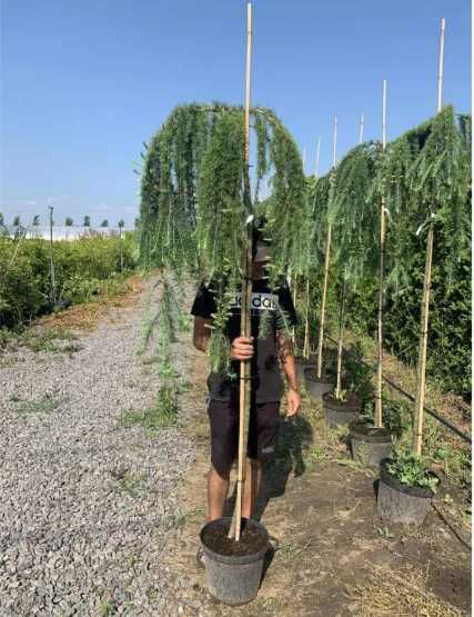 Модрина японська Стів Віпер(Stiff Weeper)