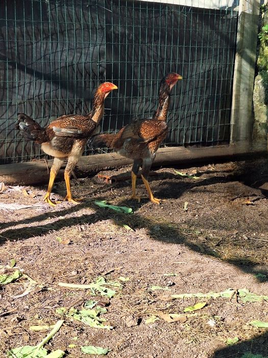 Índio e Polaco Gigante Brasileiro