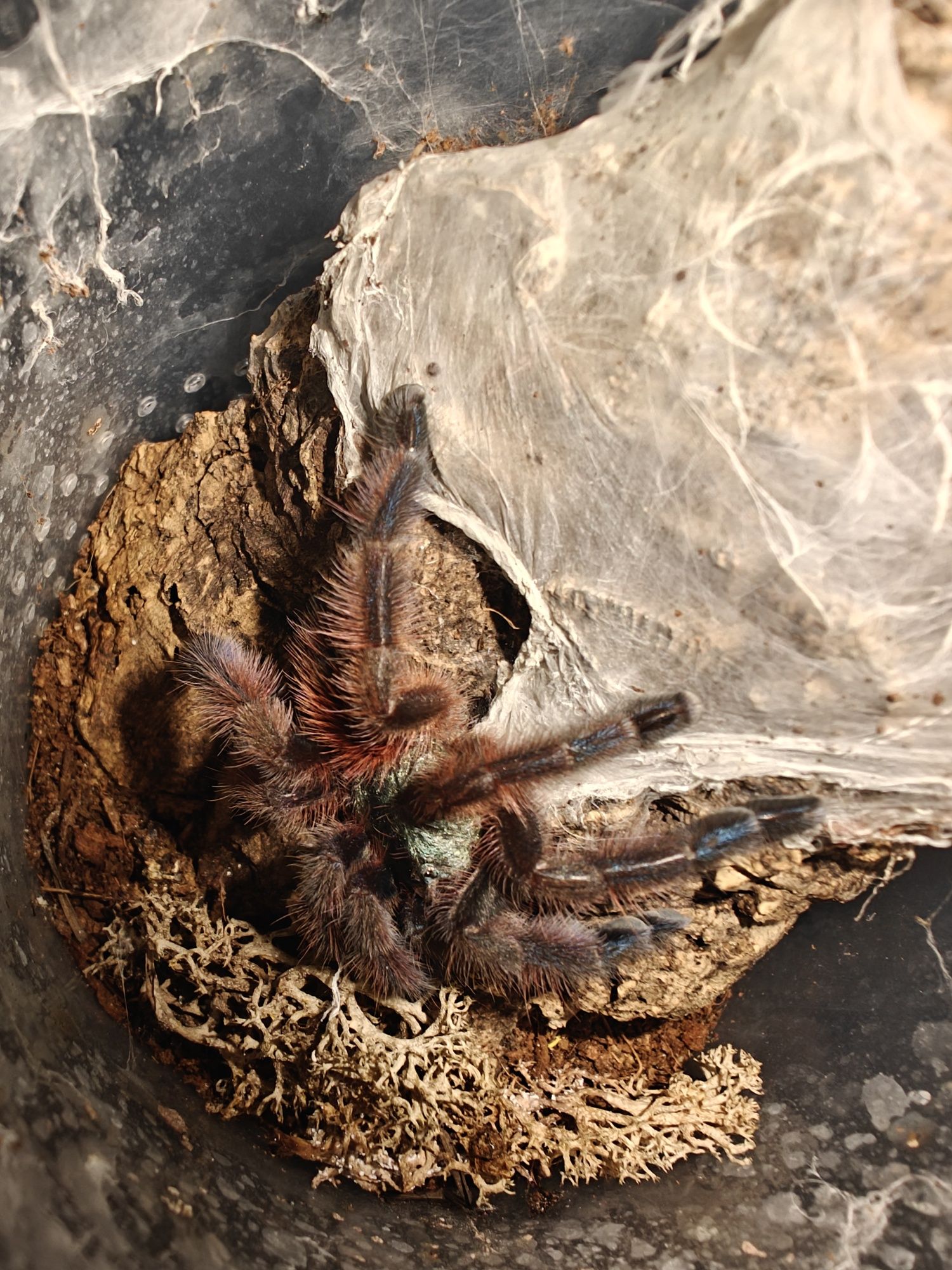 C. versicolor 3/3.5DC Samiczka