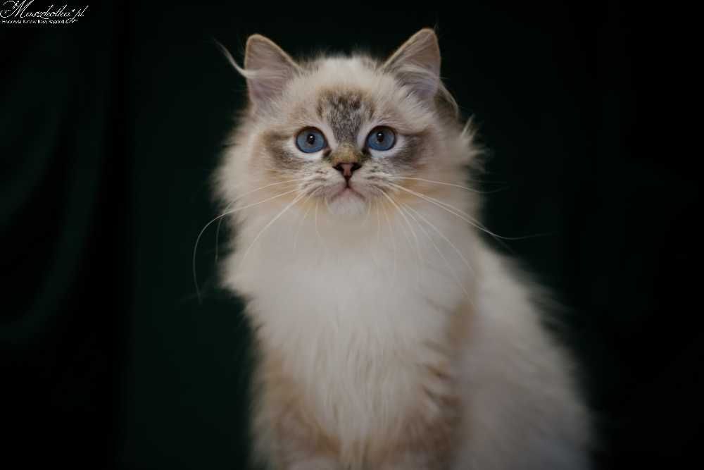 Ragdoll, śliczny kocurek seal mitted lynx z prawdziwym rodowodem FPL