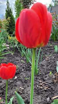 Тюльпани ранні червоні