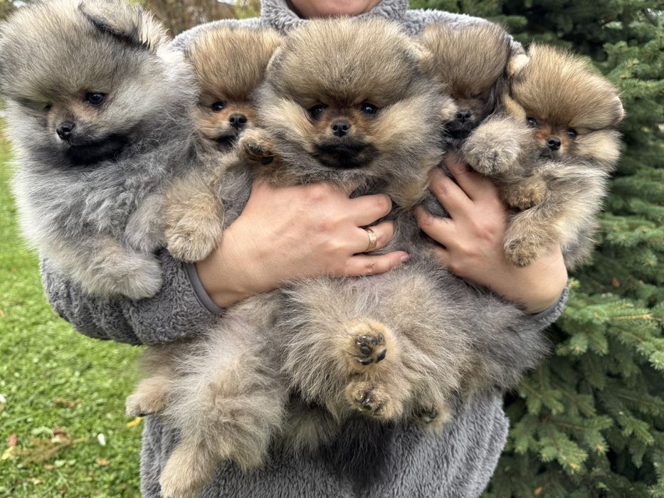 Продажа шикарных померанских шпицов