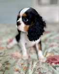 Cavalier king charles spaniel/ chłopczyk