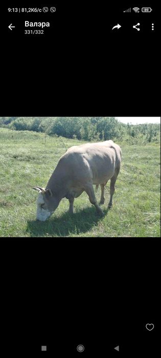 Продам 24 бики :