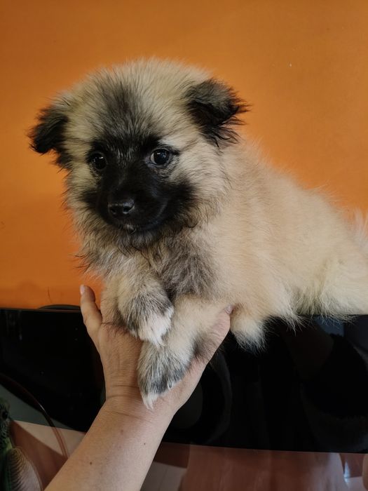 Spitz alemão menino