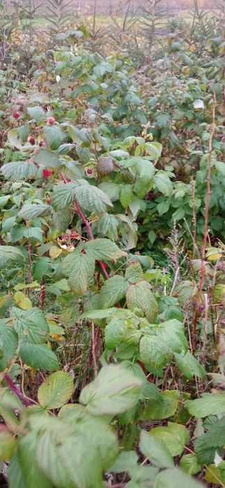 Саджанці малини Полана.