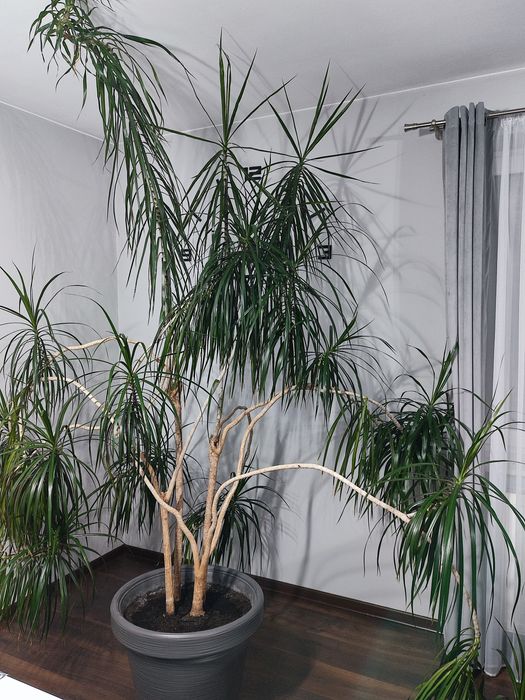 Dracena ,kwiat doniczkowy , duży, prezent , ogród