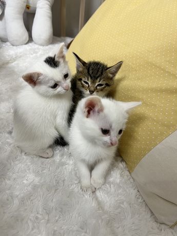 Котики в добрі руки біленькі дівчинки і сірий хлопчик
