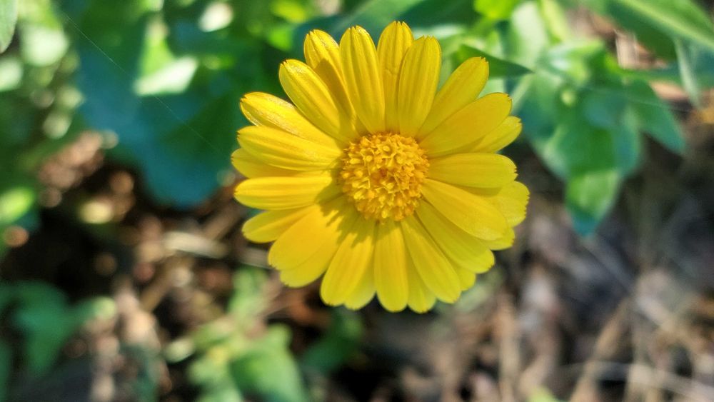 Календула нагідки квіти рослини