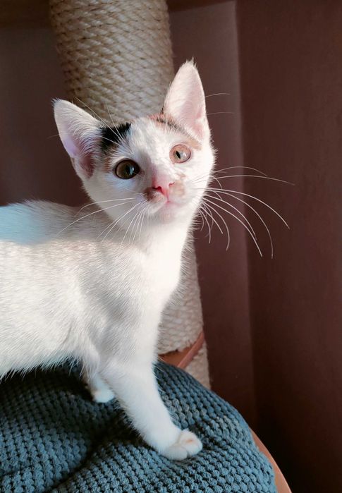 Panna Pepa - rezerwacja