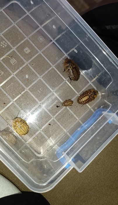 Молодь таракана Архімандрит, різні розміри