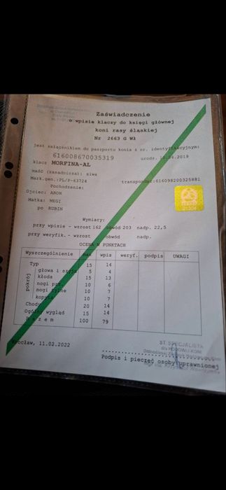 Klacz śląska programowa