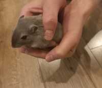 Myszoskoczki - młoda samiczka
