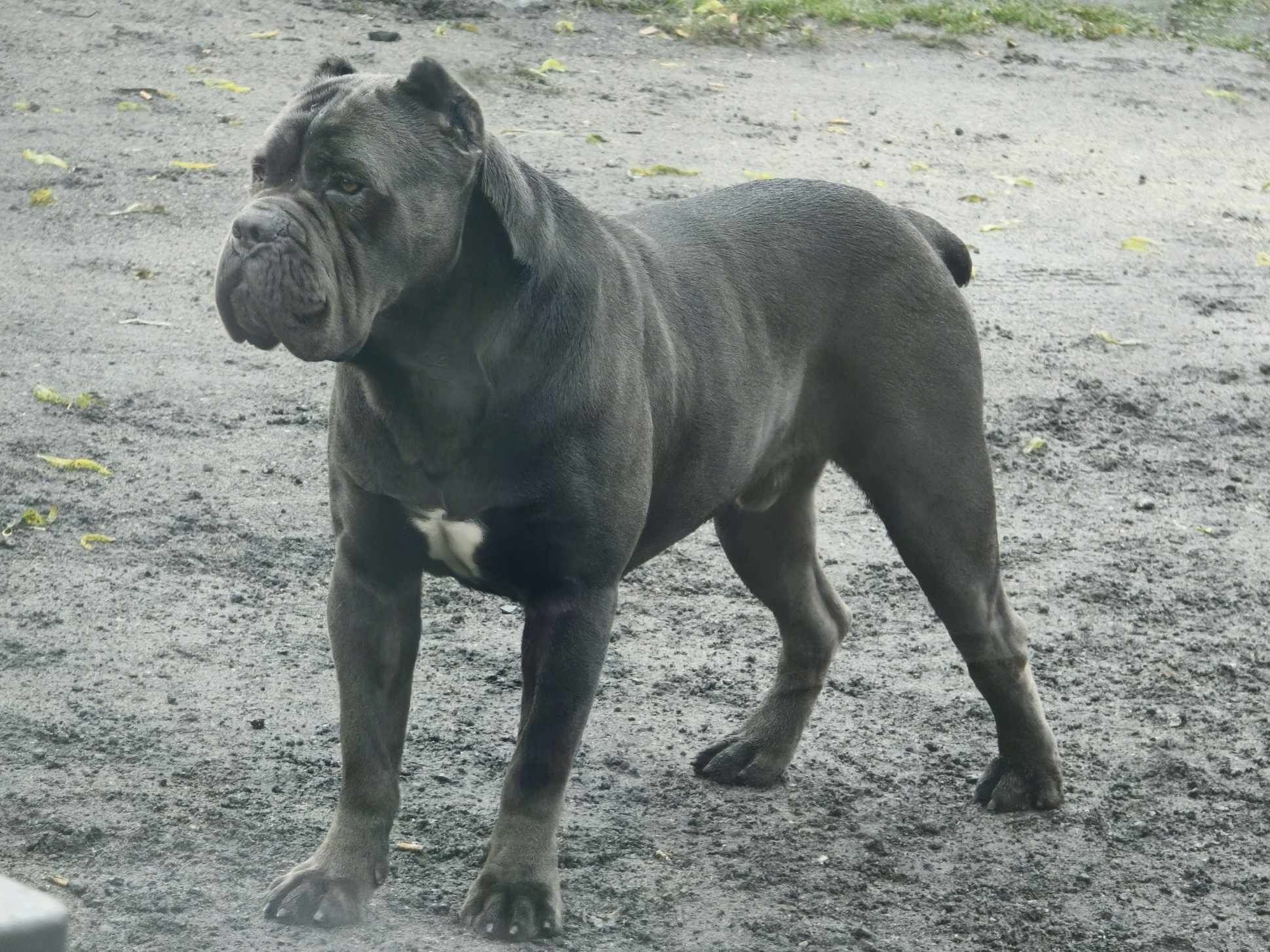 Cane Corso Italiano Sunia