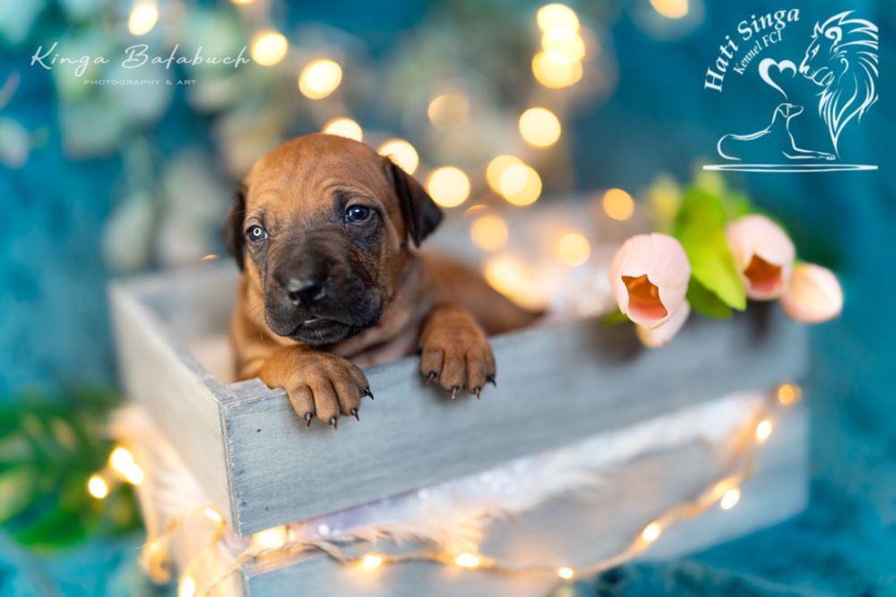 Rhodesian ridgeback - Ślask dostepna suczka standardowa