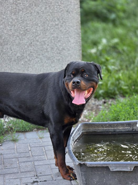 Rottweiler za darmo