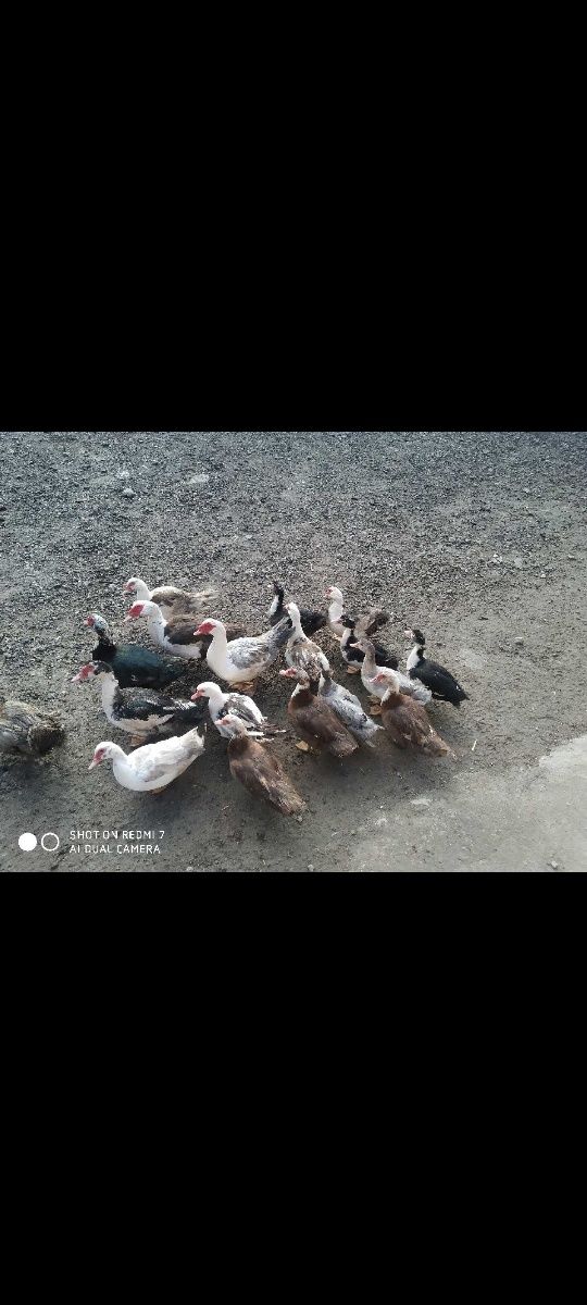 Sprzedam kaczki i kaczory