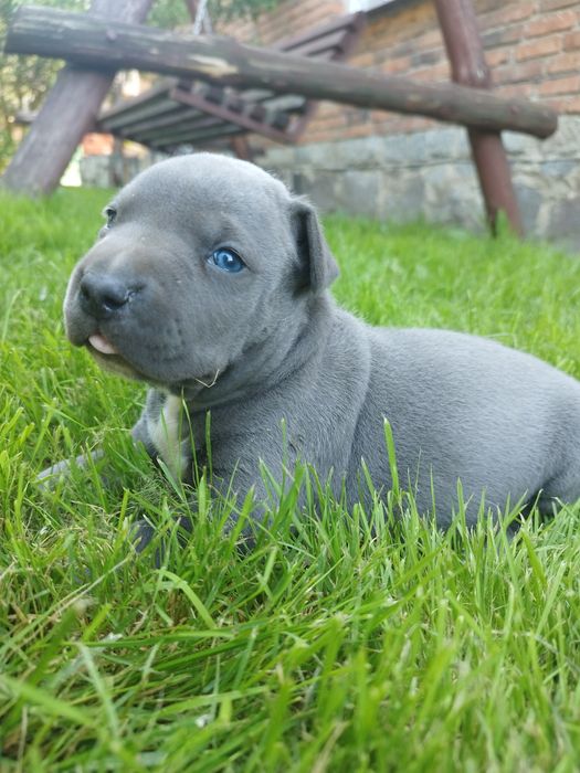 American Staffordshire Terrier