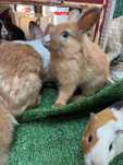 Coelhos anões para adopção