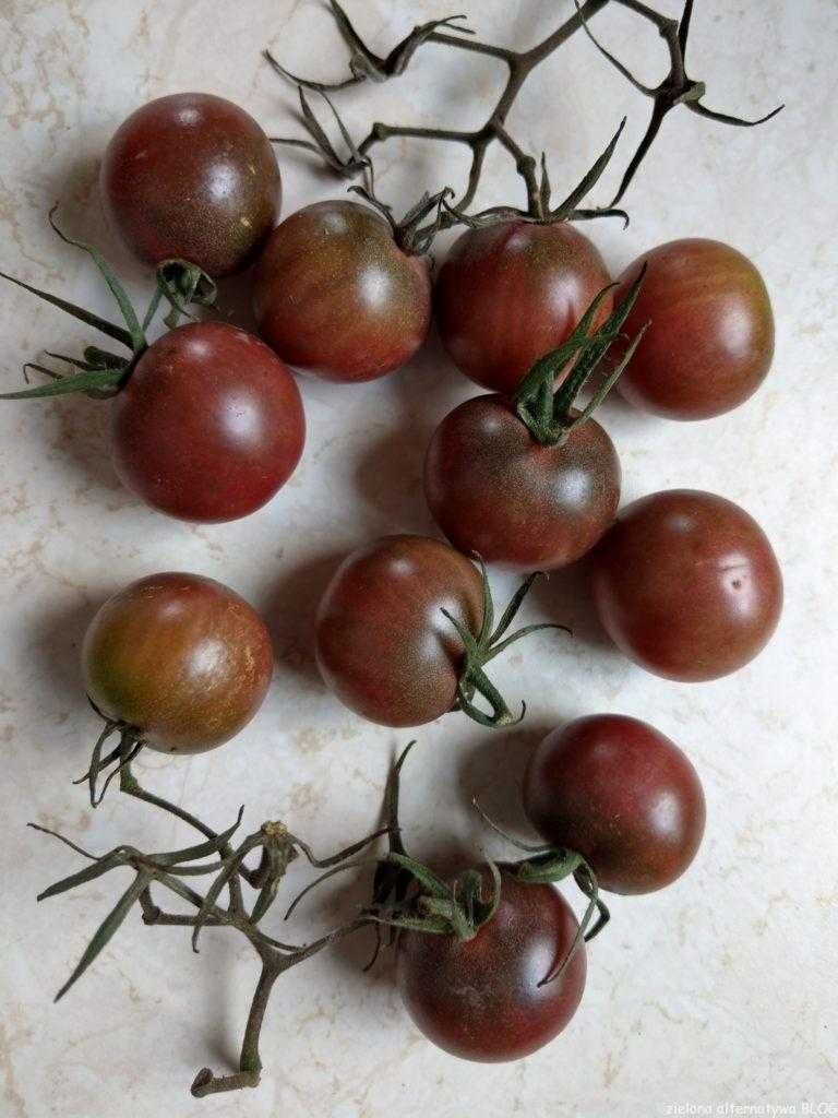 Pomidory koktajlowe - rozsady Flora Szczecin