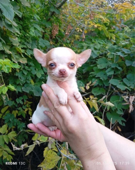 Чудовий малюк Чихуахуа.