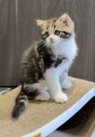 Розкішне Шотландське кошеня
