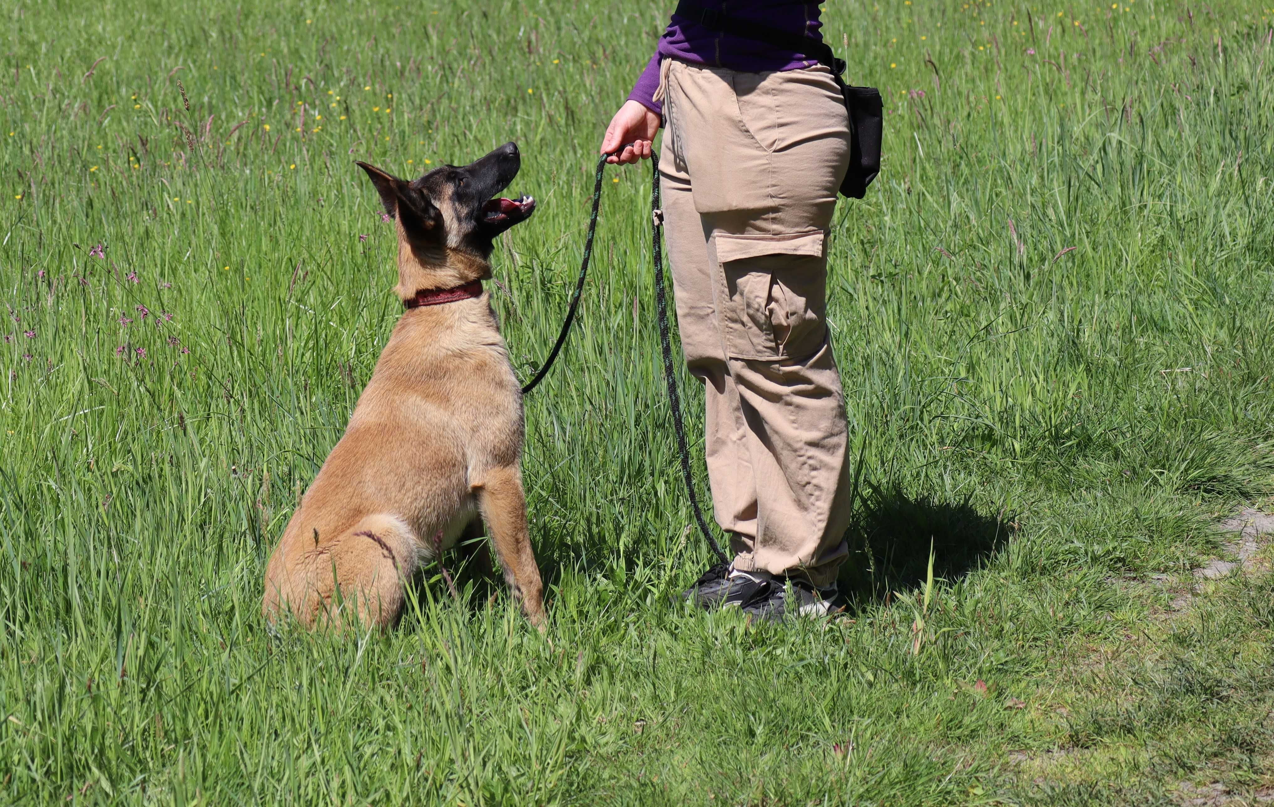 Owczarek belgijski malinois - suczka